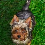 Perros miniatura en adopcion