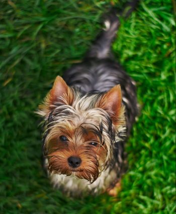 Perros miniatura en adopcion