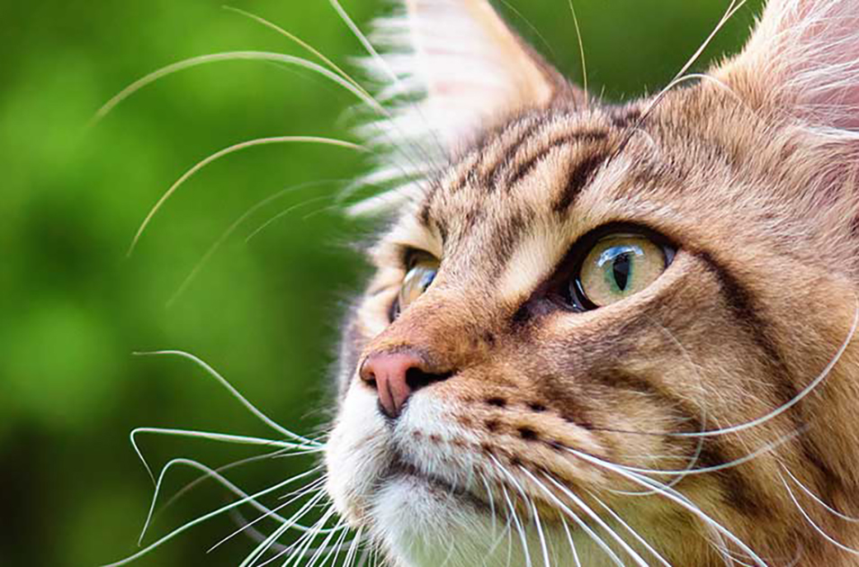 Piensos naturales para gatos