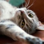 Primer celo de una gata