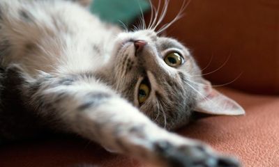 Primer celo de una gata