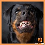 Problemas de comportamiento en perros