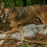 Que come el lobo