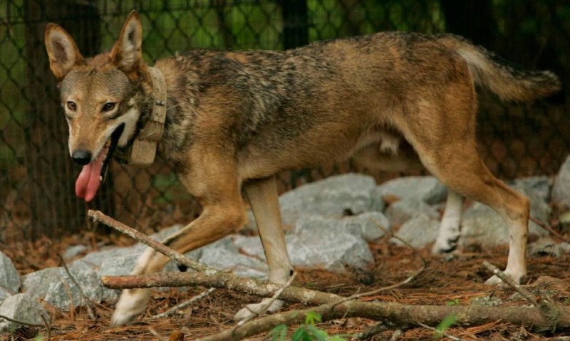 Que come el lobo