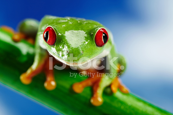 Rana verde de ojos rojos