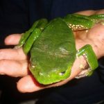 Ranas venenosas en españa