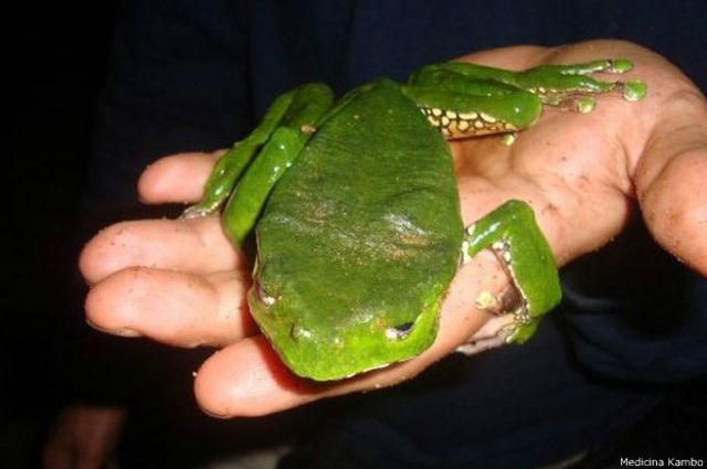 Ranas venenosas en españa