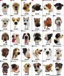 Razas de perros guardianes