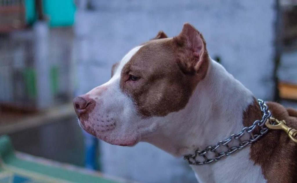 Razas peligrosas de perros en españa