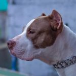 Razas peligrosas de perros en españa