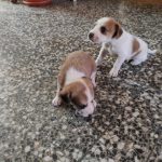 Regalo perro en zaragoza