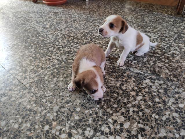 Regalo perro en zaragoza