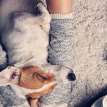 Vacaciones con mascotas en españa