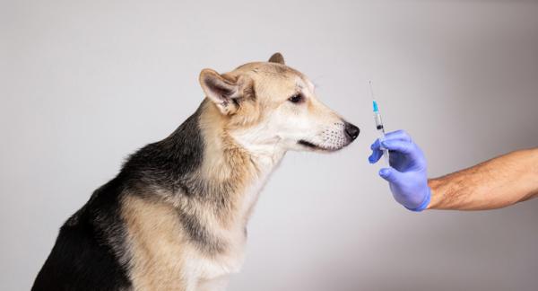 Vitamina k en perros
