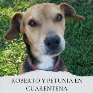 Adoptar perro en valencia