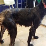 Alergia a las pulgas en perros