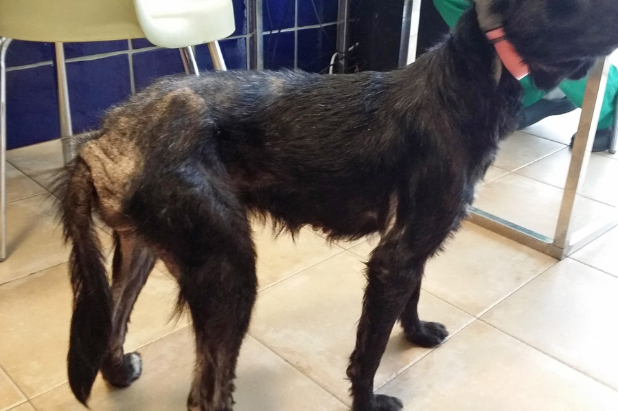 Alergia a las pulgas en perros