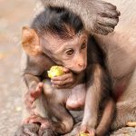 Alimentos de los monos