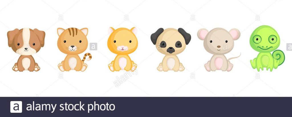 Animales de compañia pequeños