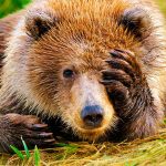 Animales extintos por el hombre
