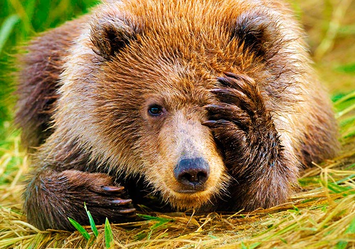 Animales extintos por el hombre