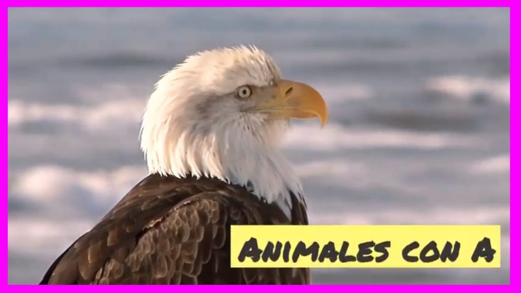 Animales que empiezan por q