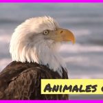 Animales que empiezan por q