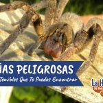 Araña mas peligrosa del mundo