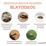 Bichos voladores en casa