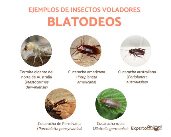 Bichos voladores en casa