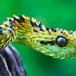 Caracteristicas de las serpientes