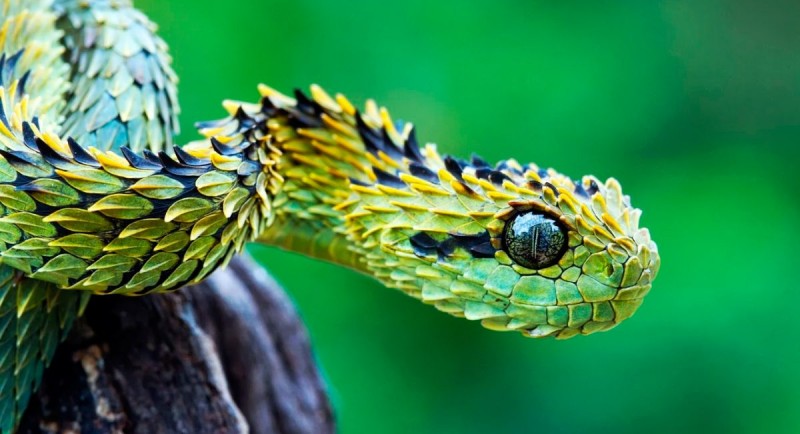 Caracteristicas de las serpientes