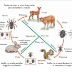 Ciclo de la garrapata