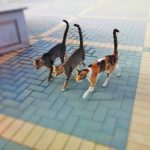 Como acostumbrar a un gato a una nueva casa