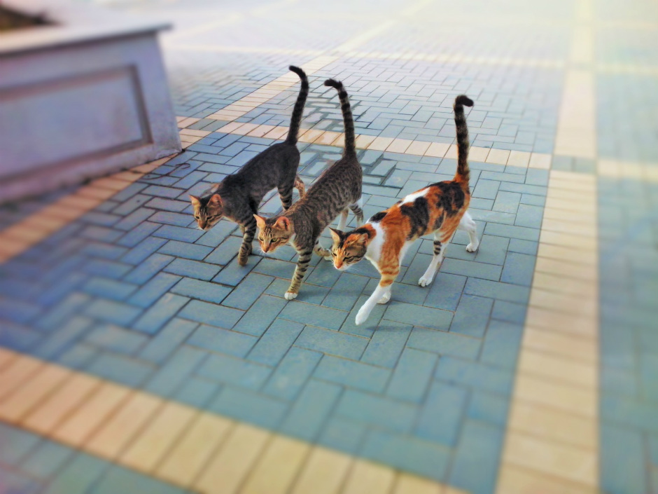 Como acostumbrar a un gato a una nueva casa