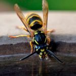 Como ahuyentar las avispas en el campo