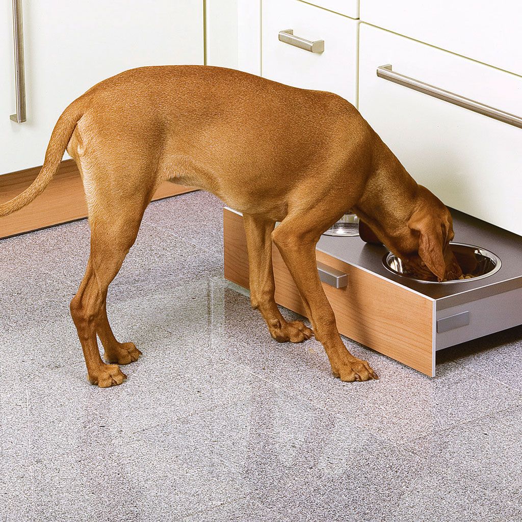 Como hacer comida para perros