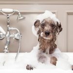 Como matar garrapatas de perro