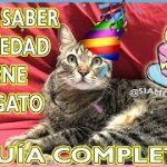 Como saber edad gato