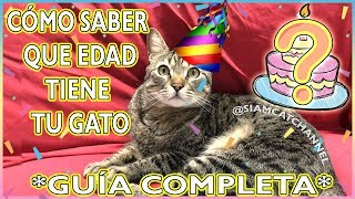 Como saber edad gato