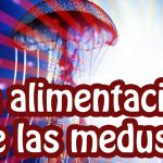 Como se alimentan las medusas
