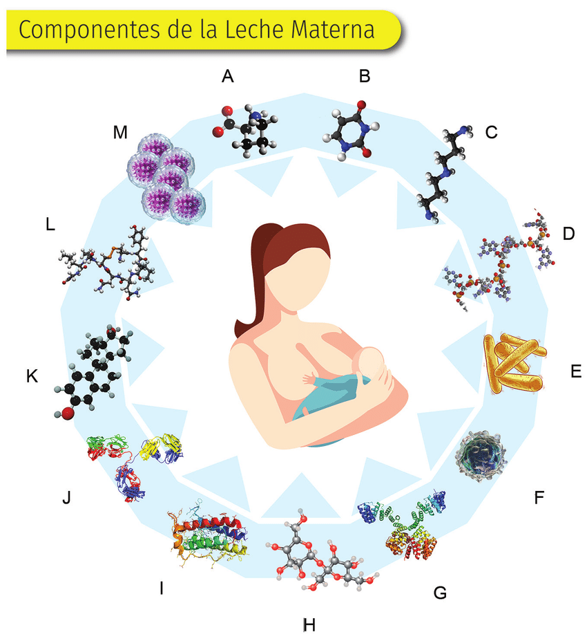 Componentes de la leche materna
