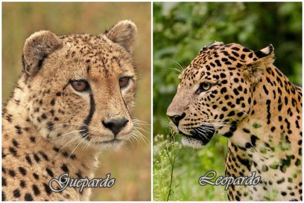 Diferencia entre leopardo y guepardo