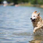 Displasia de cadera perros