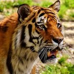 Donde viven los tigres
