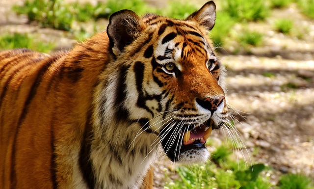Donde viven los tigres
