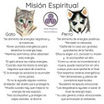 La energia de los gatos