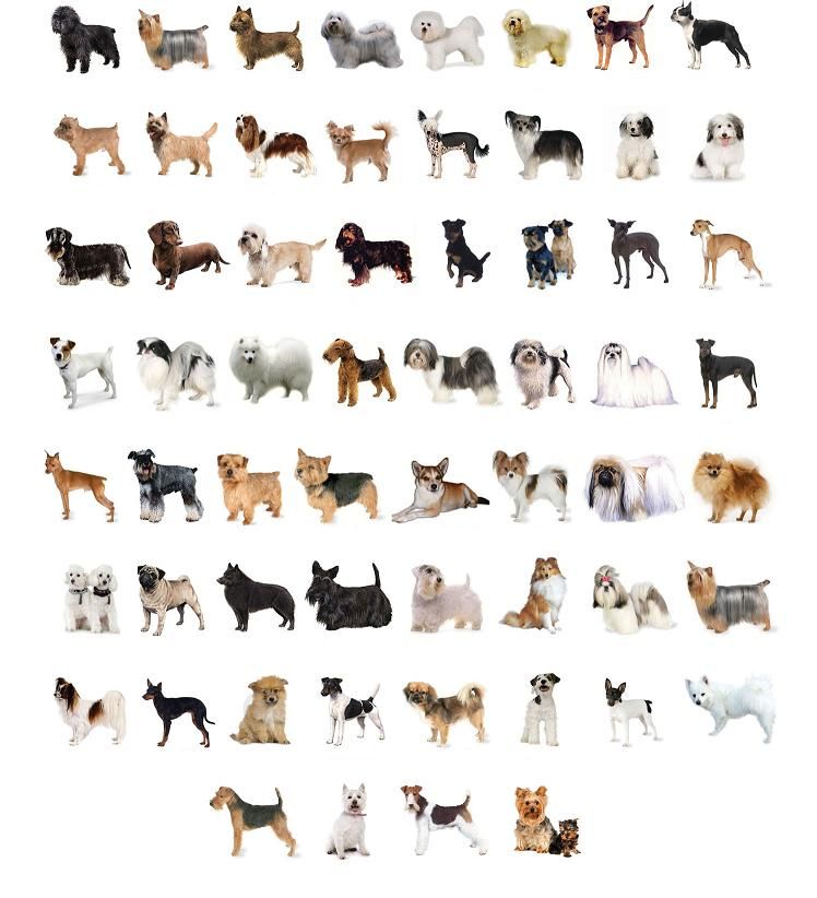 Listado de razas de perros