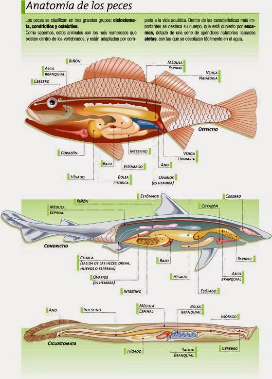 Los peces tienen dientes