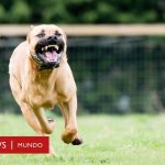 Los perros mas peligrosos del mundo